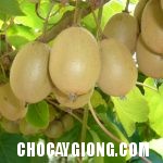 Hướng Dẫn Kỹ Thuật Trồng Cây Kiwi