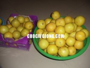 chanh-ngot