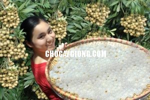 nhan-huong-chi-2