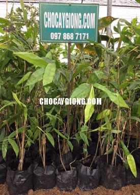 Tre Khổng Lồ Thái Lan