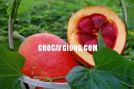 Kỹ thuật trồng và chăm sóc cây Gấc