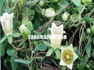 Kỹ thuật trồng và chăm sóc cây Đẳng Sâm