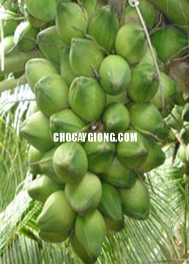 Dừa Xiêm Dây
