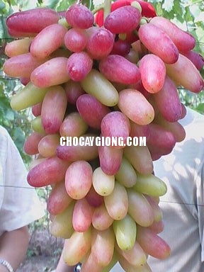 Cây Nho Ngón Tay