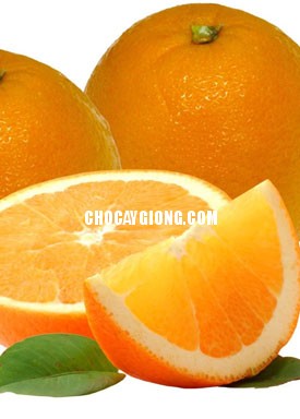 Cây Cam Vàng Mỹ