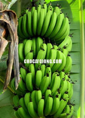 Chuối Già Nam Mỹ