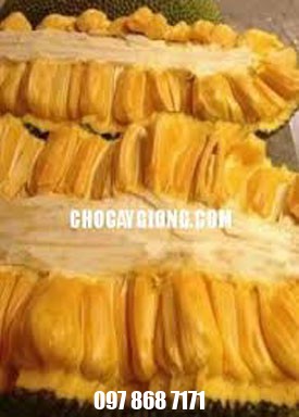 Mít Quả Dài Malaysia