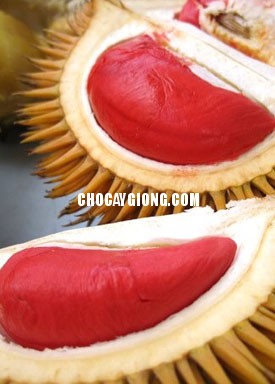 Sầu Riêng Ruột Đỏ