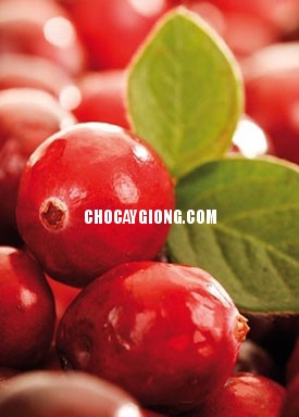 Cây Việt Quất Đỏ
