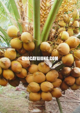 Dừa Xiêm Đỏ Lùn