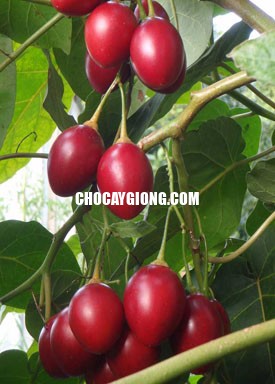 Cà Chua Thân Gỗ