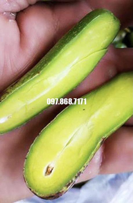 Cây Bơ Không Hạt