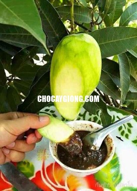 Cây Xoài Tứ Quý