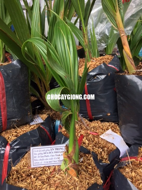 Cây Dừa Dứa