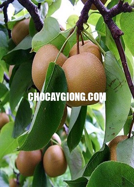 Cây Lê Nâu