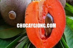 Hồng xiêm ruột đỏ 9