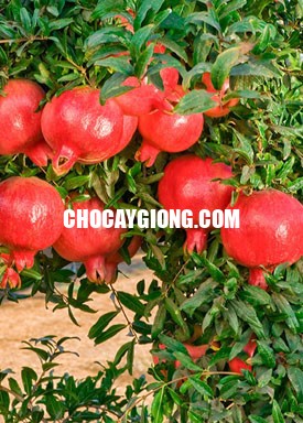 Lựu Lùn Đỏ Cao Sản