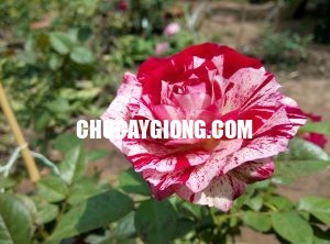Hoa hồng ngoại Julio rose 1