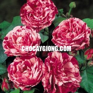 Hoa hồng ngoại Julio rose 2