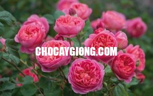 Trung Tam Giá»'ng Cay Xuan KhÆ°Æ¡ng