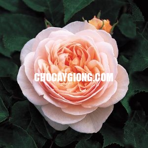 hoa hồng juliet 1