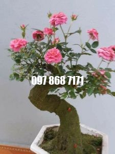 hồng bonsai 1