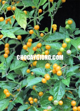 Cây Ớt Charapita F1