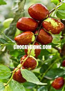 Cây Táo Tầu Đỏ