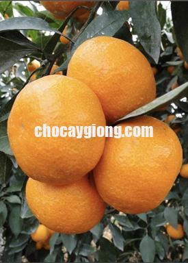 Quýt Hàn Quốc JeJu