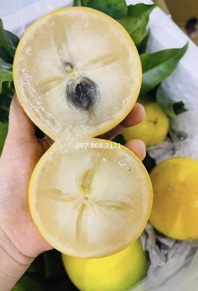 Vú Sữa Hoàng Kim