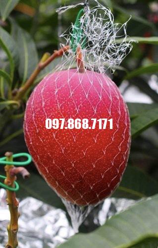 Xoài Đỏ Nhật Bản