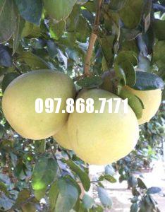 Bưởi Bốn Mùa