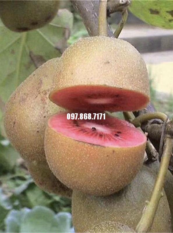 Cây Kiwi Đỏ