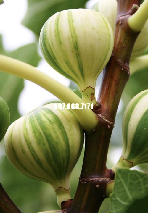 Sung Mỹ Cẩm Thạch