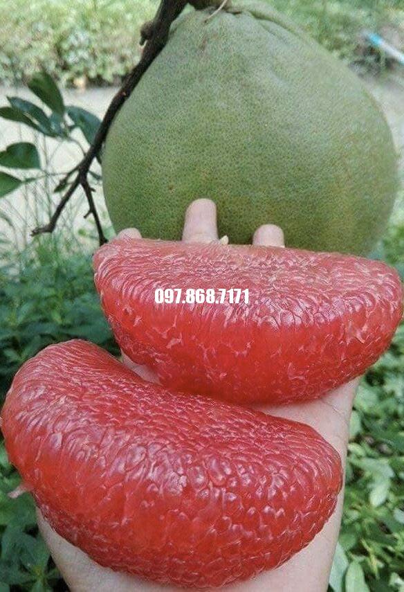 Bưởi Ruby Thái Lan