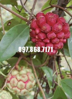 Cây Na Rừng Đỏ