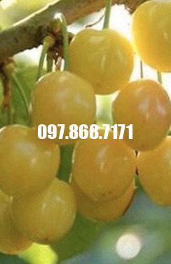 Cây Cherry Vàng