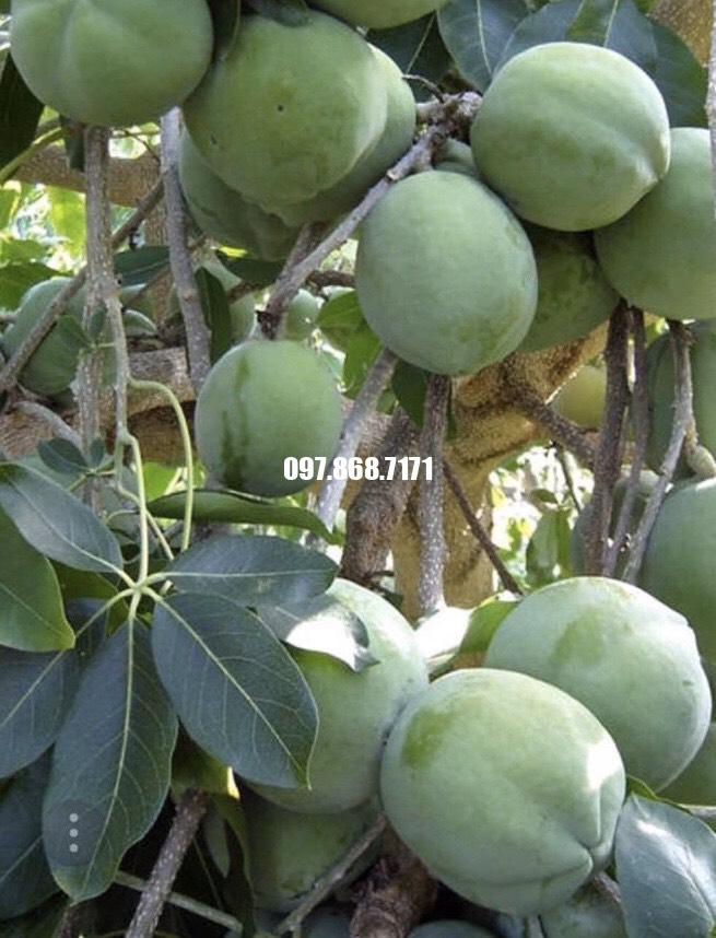 Cây Bánh Kem