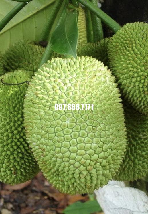 Cây Mít Tứ Quý
