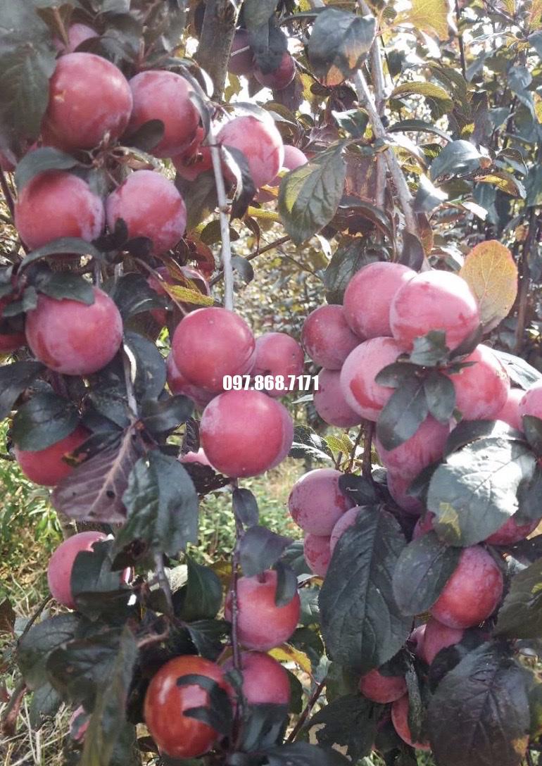 Cây Mận Đỏ Úc