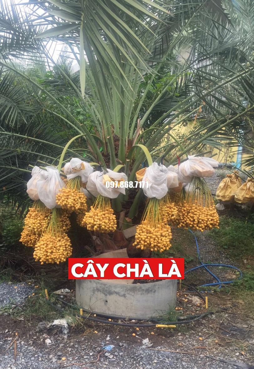 Cây Chà Là