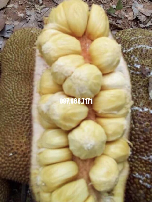Cây Mít Sầu Riêng