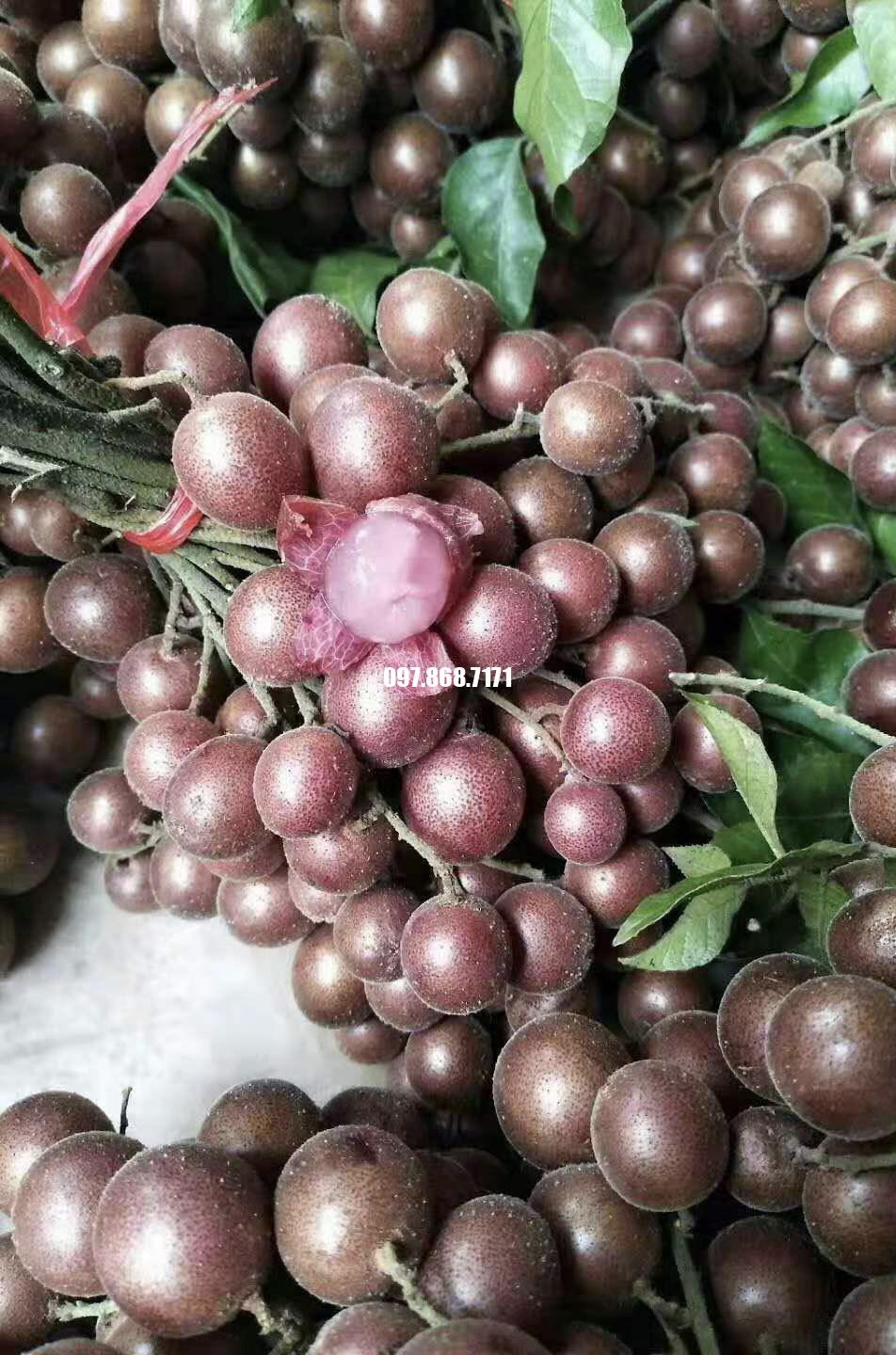 Quất Hồng Bì Tím