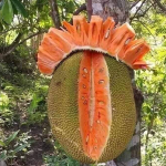 Kỹ thuật trồng và chăm sóc cây Mít Ruột Đỏ Indonesia
