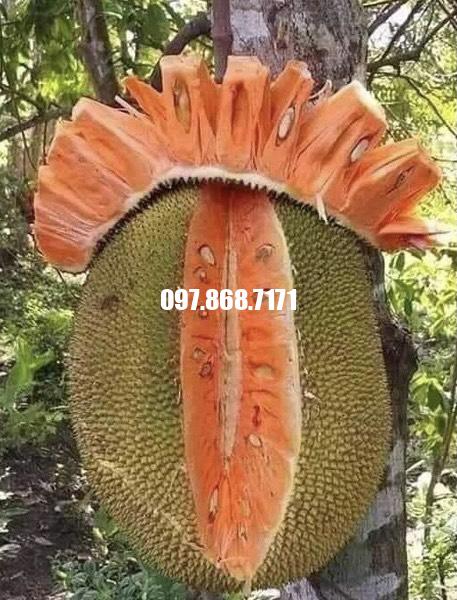 Mít Ruột Đỏ Indonesia