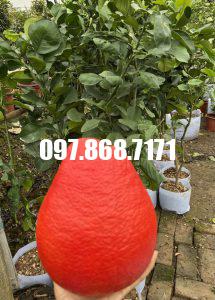 Bưởi Đỏ Đài Loan