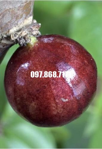 Nho Thân Gỗ 12 Vụ