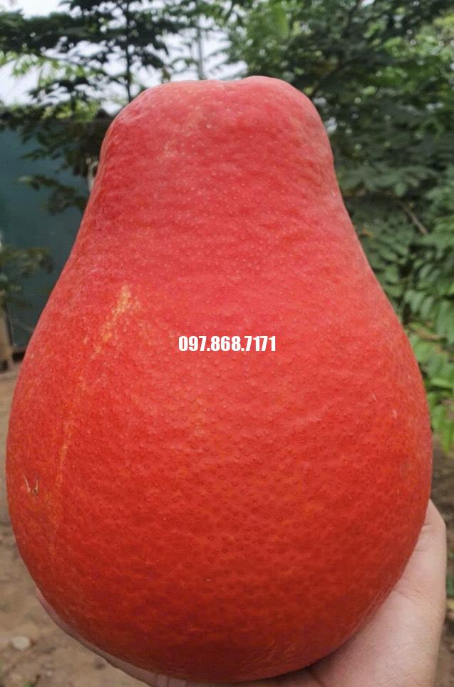Bưởi Đỏ Lê Ngọt