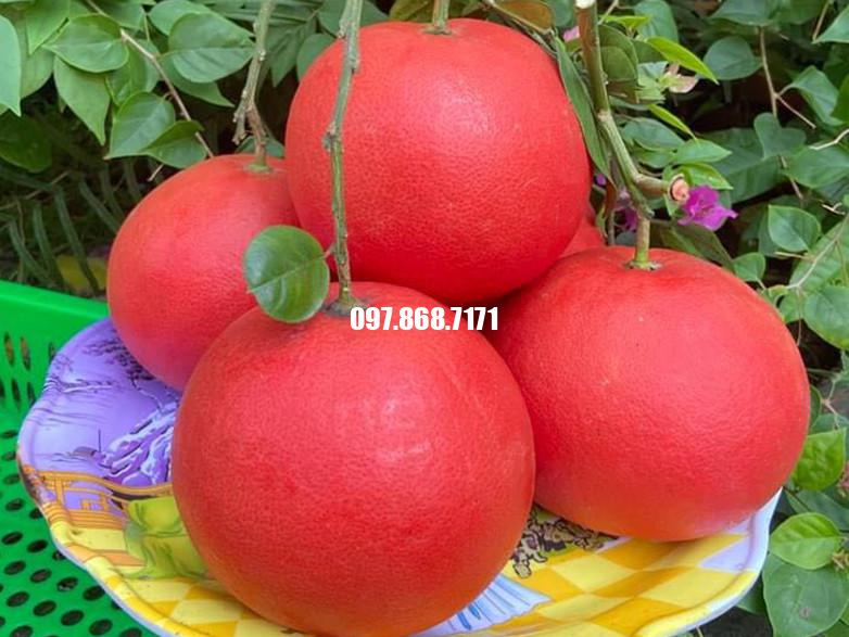 Bưởi Đỏ Luận Văn