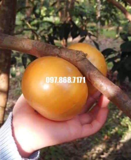 Nho Thân Gỗ Vàng